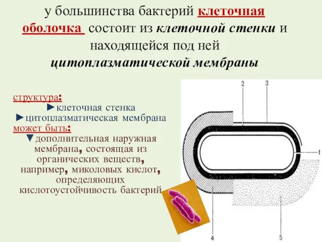 у большинства бактерий клеточная оболочка состоит из клеточной стенки и находящейся под ней