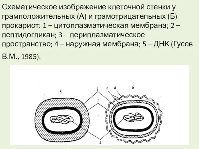 Схематическое изображение клеточной стенки у грамположительных (А) и грамотрицательных (Б) прокариот: 1 –