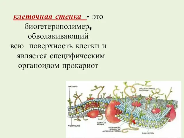 клеточная стенка - это биогетерополимер, обволакивающий всю поверхность клетки и является специфическим органоидом прокариот