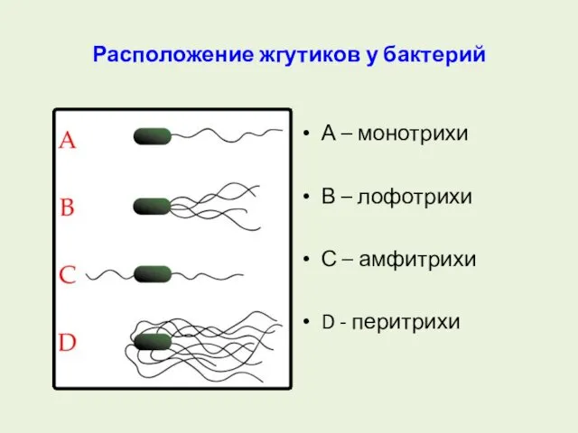 Расположение жгутиков у бактерий А – монотрихи В – лофотрихи С – амфитрихи D - перитрихи