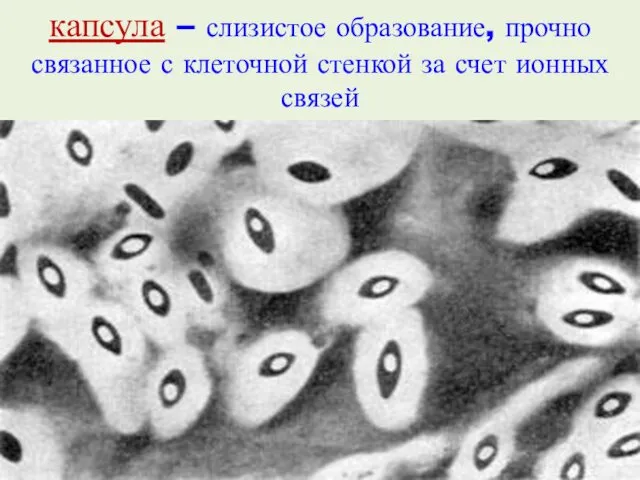 капсула – слизистое образование, прочно связанное с клеточной стенкой за счет ионных связей