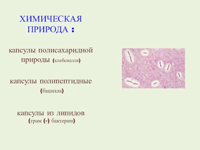 ХИМИЧЕСКАЯ ПРИРОДА : капсулы полисахаридной природы (клебсиелла) капсулы полипептидные (бацилла) капсулы из липидов (грам (-) бактерии)