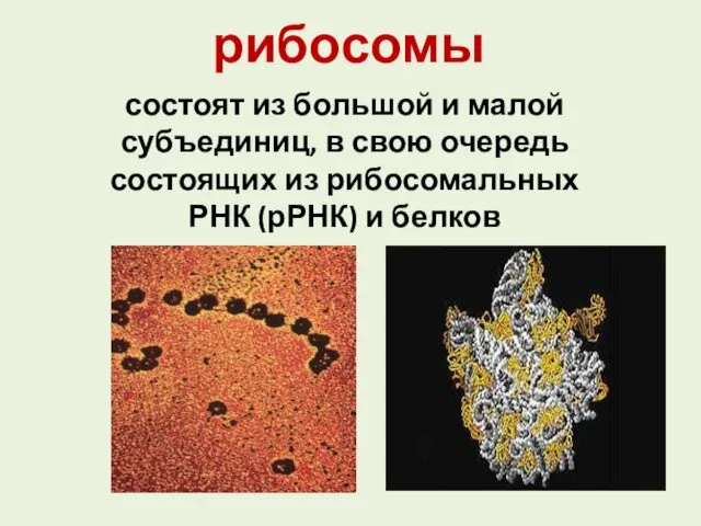 рибосомы состоят из большой и малой субъединиц, в свою очередь состоящих из рибосомальных