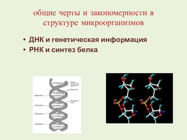 общие черты и закономерности в структуре микроорганизмов ДНК и генетическая информация РНК и синтез белка