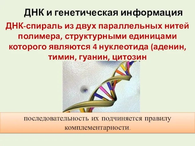 ДНК и генетическая информация ДНК-спираль из двух параллельных нитей полимера, структурными единицами которого