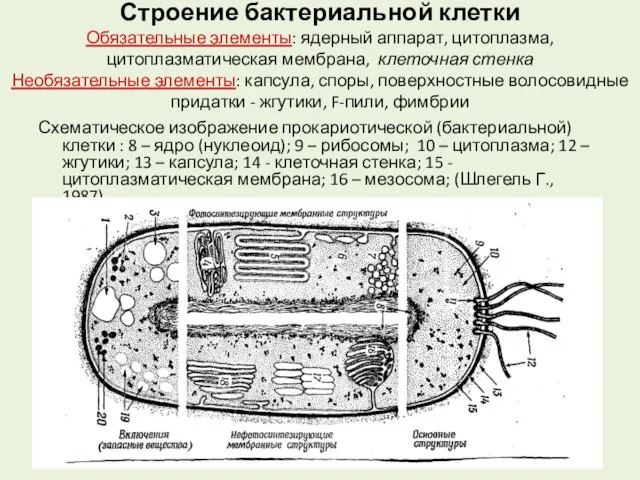 Строение бактериальной клетки Обязательные элементы: ядерный аппарат, цитоплазма, цитоплазматическая мембрана, клеточная стенка Необязательные