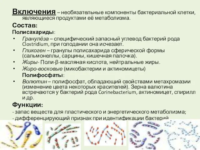 Включения – необязательные компоненты бактериальной клетки, являющиеся продуктами её метаболизма.