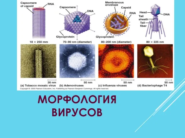 МОРФОЛОГИЯ ВИРУСОВ