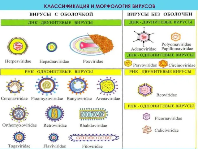 КЛАССИФИКАЦИЯ И МОРФОЛОГИЯ ВИРУСОВ