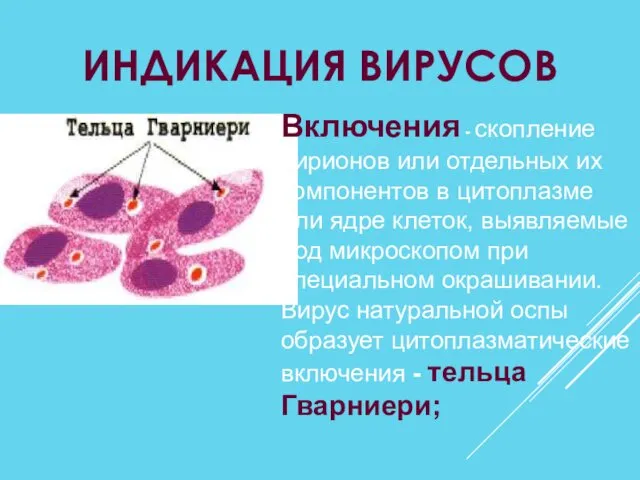 ИНДИКАЦИЯ ВИРУСОВ Включения - скопление вирионов или отдельных их компонентов в цитоплазме или