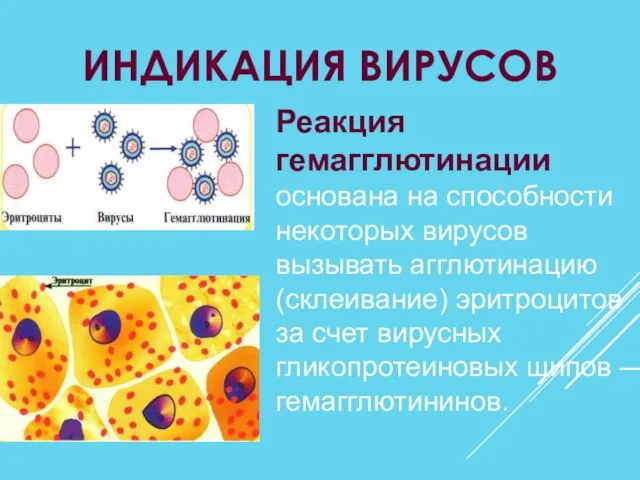 ИНДИКАЦИЯ ВИРУСОВ Реакция гемагглютинации основана на способности некоторых вирусов вызывать агглютинацию (склеивание) эритроцитов