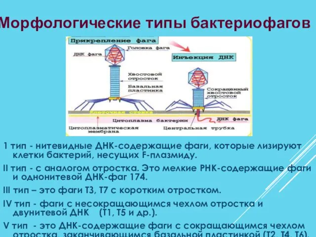 1 тип - нитевидные ДНК-содержащие фаги, которые лизируют клетки бактерий, несущих F-плазмиду. II