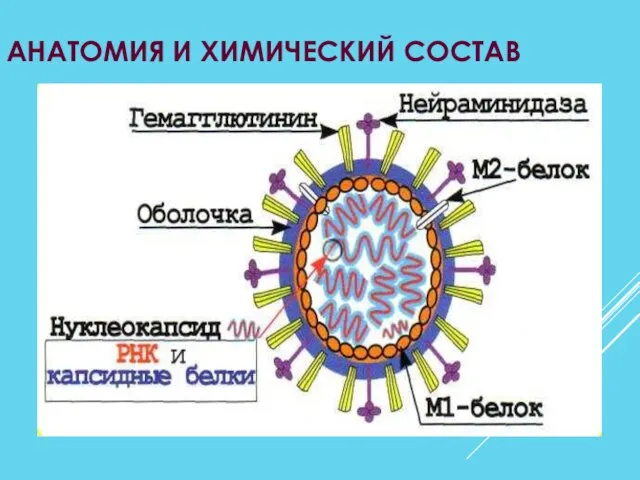 АНАТОМИЯ И ХИМИЧЕСКИЙ СОСТАВ