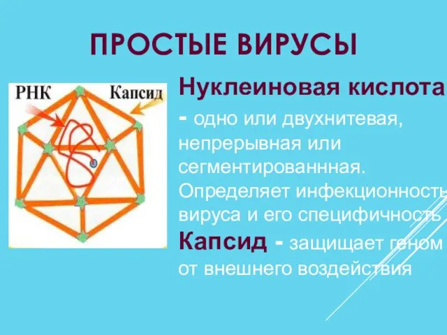 ПРОСТЫЕ ВИРУСЫ Нуклеиновая кислота - одно или двухнитевая, непрерывная или сегментированнная. Определяет инфекционность