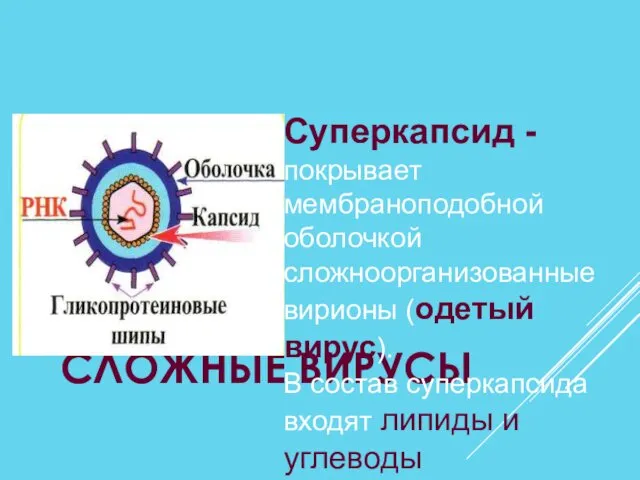 СЛОЖНЫЕ ВИРУСЫ Суперкапсид - покрывает мембраноподобной оболочкой сложноорганизованные вирионы (одетый вирус). В состав