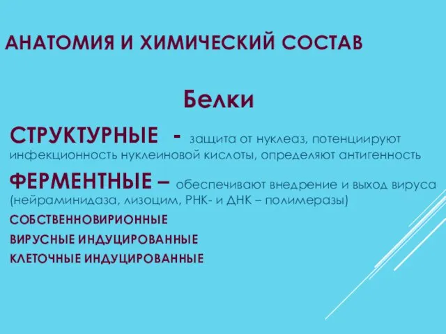 АНАТОМИЯ И ХИМИЧЕСКИЙ СОСТАВ Белки СТРУКТУРНЫЕ - защита от нуклеаз, потенциируют инфекционность нуклеиновой