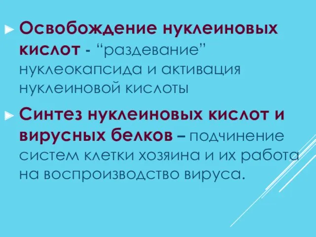 Освобождение нуклеиновых кислот - “раздевание” нуклеокапсида и активация нуклеиновой кислоты Синтез нуклеиновых кислот