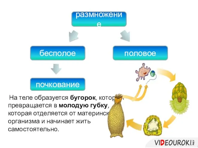 размножение бесполое половое почкование На теле образуется бугорок, который превращается