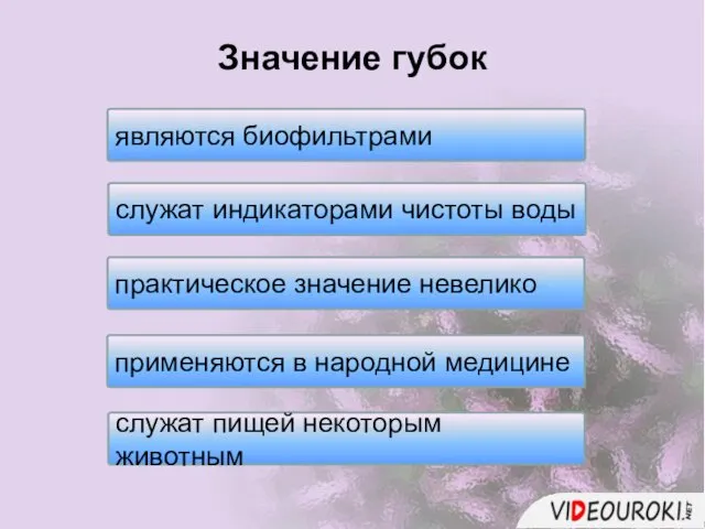 Значение губок являются биофильтрами служат индикаторами чистоты воды практическое значение