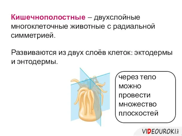 Кишечнополостные – двухслойные многоклеточные животные с радиальной симметрией. Развиваются из