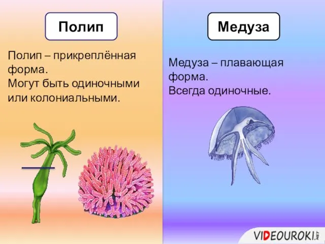 Полип Медуза Полип – прикреплённая форма. Могут быть одиночными или