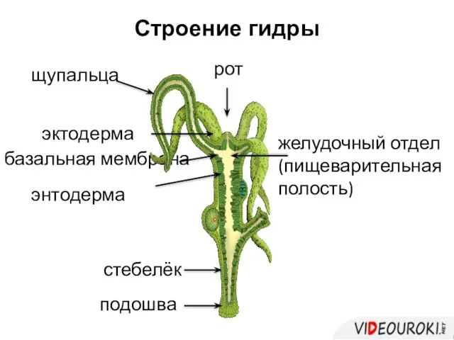 Строение гидры щупальца рот желудочный отдел (пищеварительная полость) стебелёк подошва базальная мембрана энтодерма эктодерма