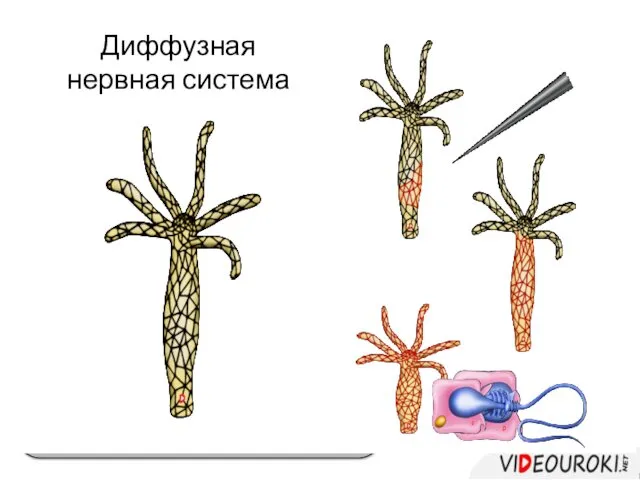 Клетки эктодермы эпителиально-мускульные (1) стрекательные (2) нервные (3) промежуточные (4)