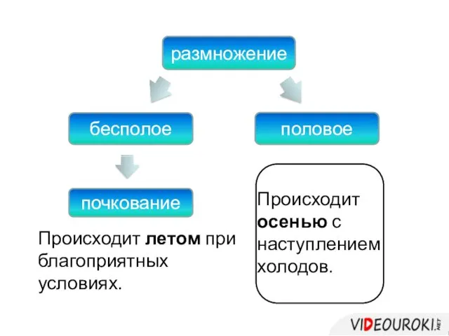 размножение бесполое половое почкование Происходит летом при благоприятных условиях. Происходит осенью с наступлением холодов.