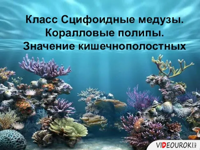 Класс Сцифоидные медузы. Коралловые полипы. Значение кишечнополостных