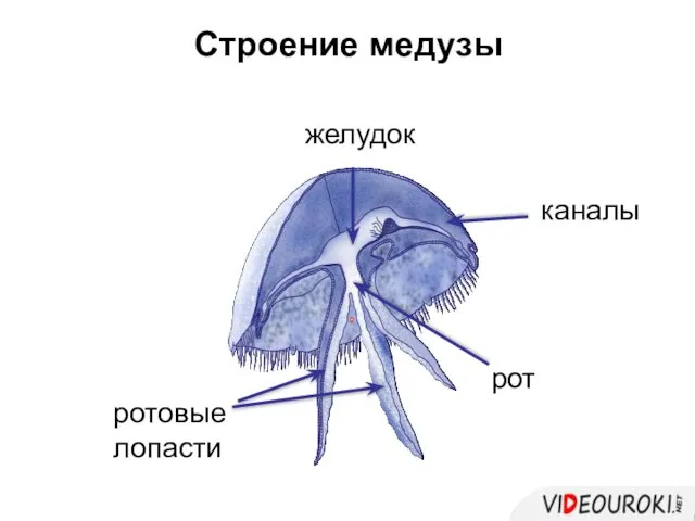 рот ротовые лопасти желудок Строение медузы каналы