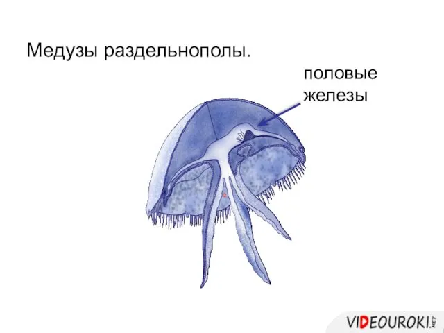 Медузы раздельнополы. половые железы