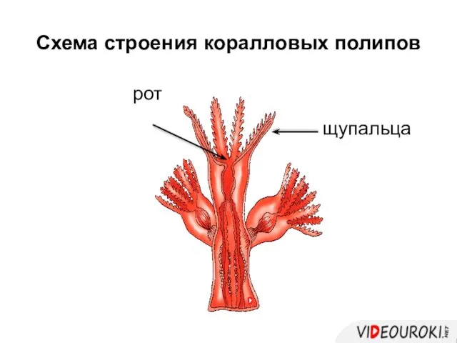 Схема строения коралловых полипов рот щупальца