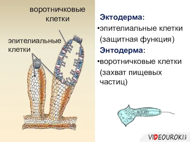 Эктодерма: эпителиальные клетки (защитная функция) Энтодерма: воротничковые клетки (захват пищевых частиц) эпителиальные клетки воротничковые клетки