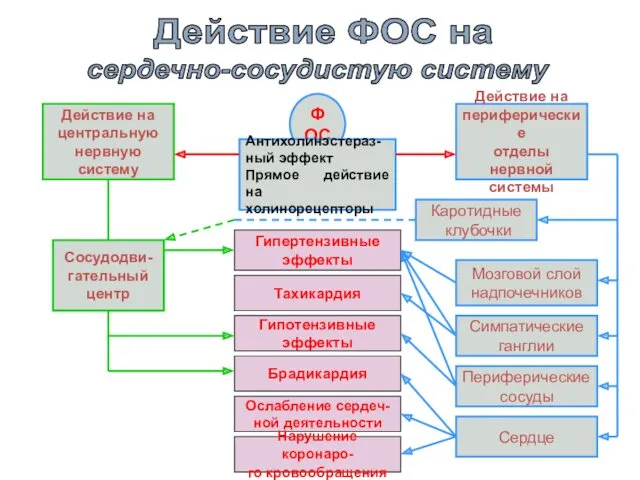 Действие ФОС на сердечно-сосудистую систему ФОС Антихолинэстераз- ный эффект Прямое