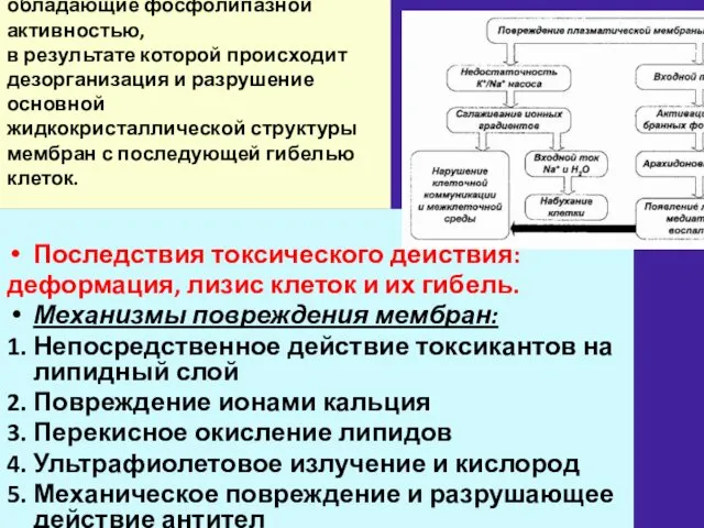 Мембранотоксины – это вещества, обладающие фосфолипазной активностью, в результате которой