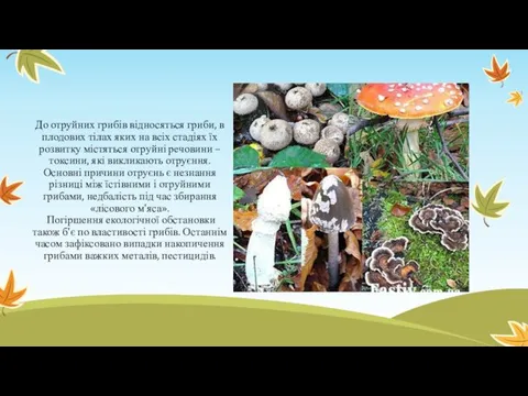 До отруйних грибів відносяться гриби, в плодових тілах яких на