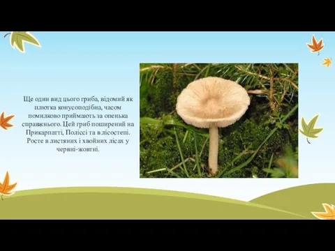 Ще один вид цього гриба, відомий як плютка конусоподібна, часом