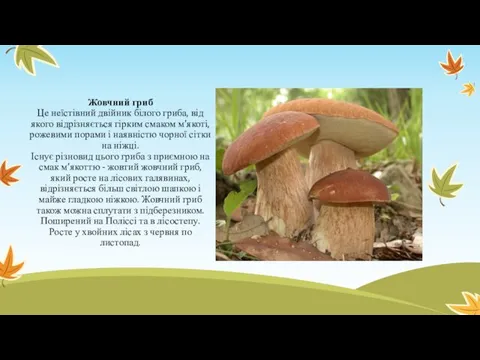 Жовчний гриб Це неїстівний двійник білого гриба, від якого відрізняється