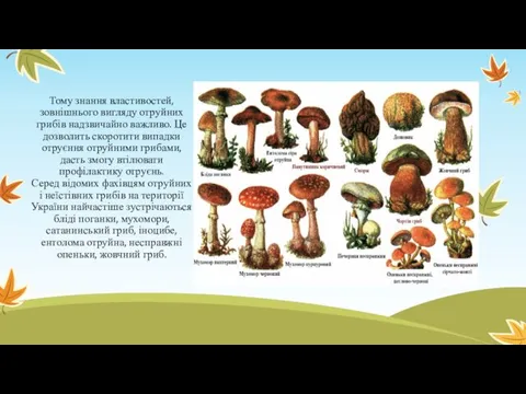 Тому знання властивостей, зовнішнього вигляду отруйних грибів надзвичайно важливо. Це