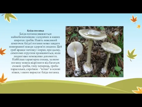 Бліда поганка Бліда поганка вважається найнебезпечнішим з існуючих в наших