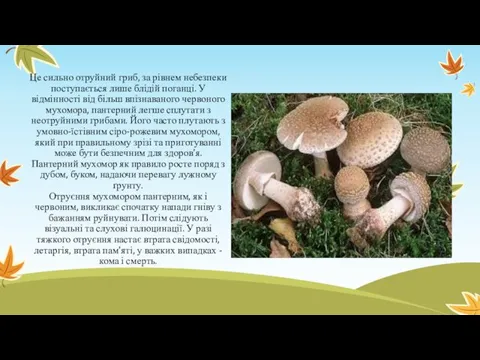 Це сильно отруйний гриб, за рівнем небезпеки поступається лише блідій