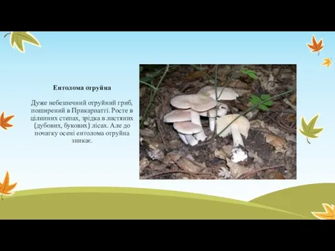 Ентолома отруйна Дуже небезпечний отруйний гриб, поширений в Прикарпатті. Росте