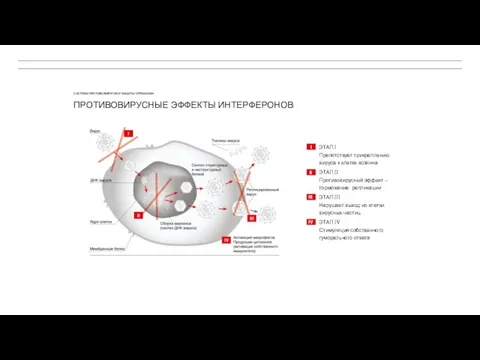 ПРОТИВОВИРУСНЫЕ ЭФФЕКТЫ ИНТЕРФЕРОНОВ ЭТАП I Препятствует прикреплению вируса к клетке
