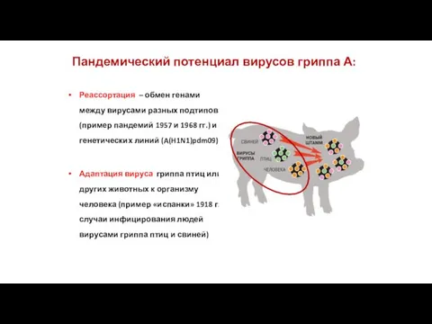 Пандемический потенциал вирусов гриппа А: Реассортация – обмен генами между