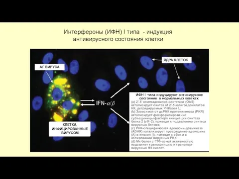 Интерфероны (ИФН) I типа - индукция антивирусного состояния клетки КЛЕТКИ,