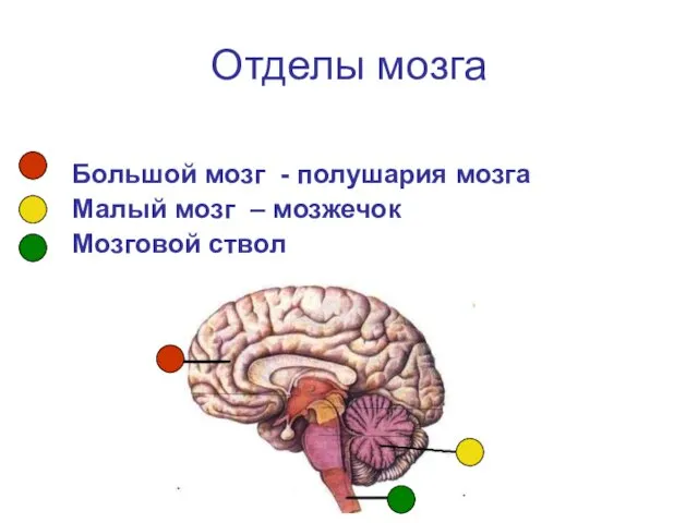Отделы мозга Большой мозг - полушария мозга Малый мозг – мозжечок Мозговой ствол