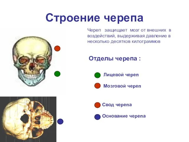 Строение черепа Лицевой череп Мозговой череп Основание черепа Свод (крыша)