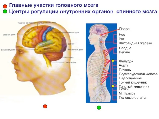 и Главные участки головного мозга Центры регуляции внутренних органов спинного мозга