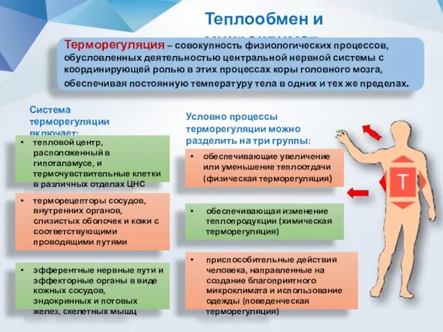 Теплообмен и микроклимат Терморегуляция – совокупность физиологических процессов, обусловленных деятельностью