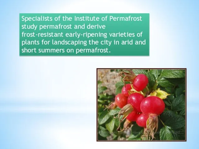 Specialists of the Institute of Permafrost study permafrost and derive